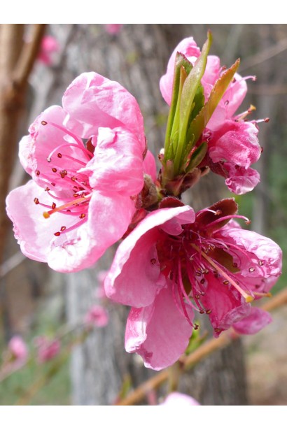 Рожеві квіти персика штамбового